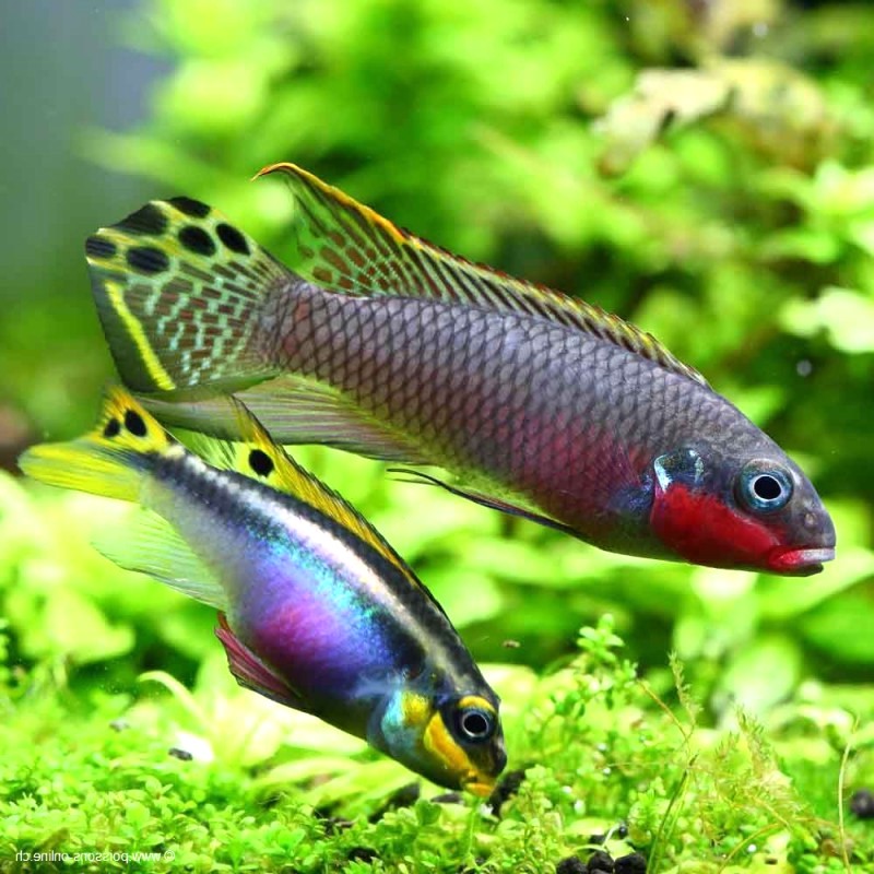 Pelv.taeniatus Nigeria red 3.5-4 cm